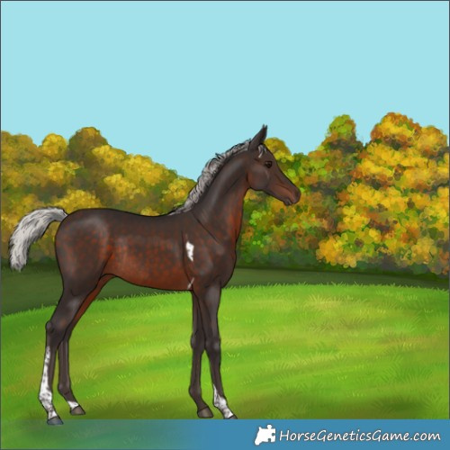 Horse Color:Silver Brown Tobiano Rabicano 