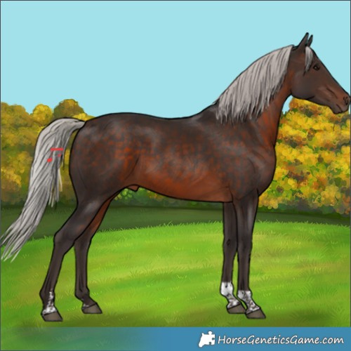 Horse Color:Silver Brown Tobiano Rabicano 