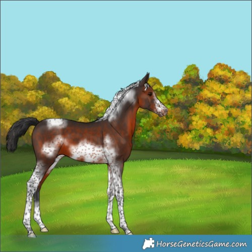 Horse Color:Brown Tobiano Frame 
