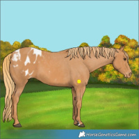 Horse Color:Chestnut Appaloosa