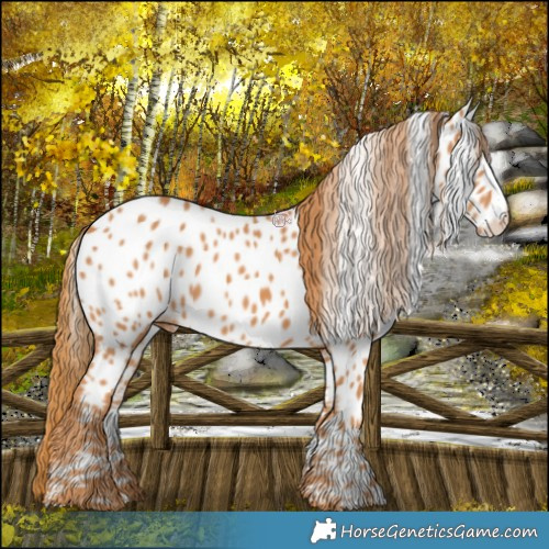 Horse Color:Chestnut Near Leopard 