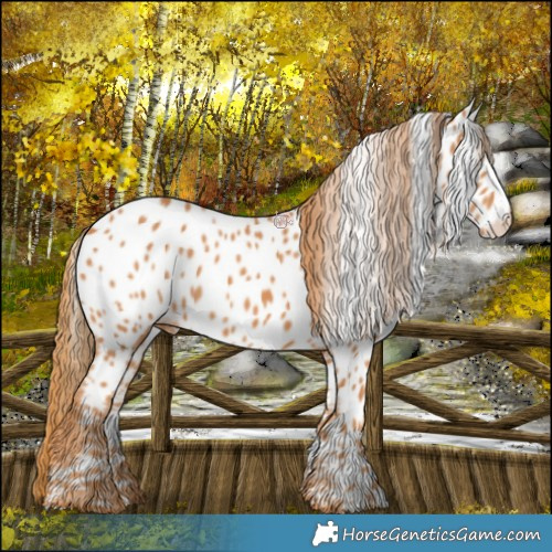 Horse Color:Chestnut Appaloosa 