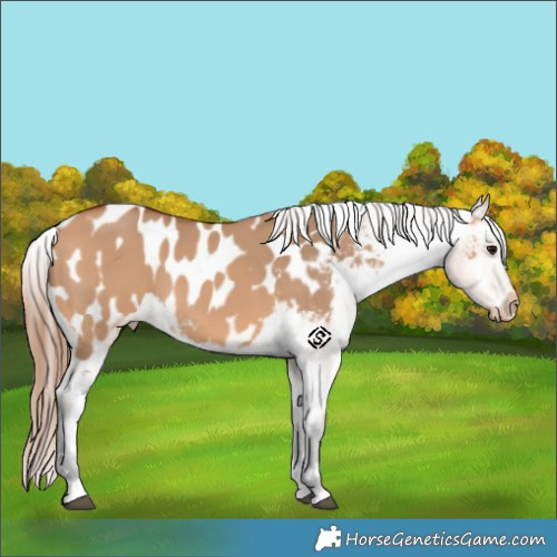 Horse Color:Bay Dun Appaloosa 