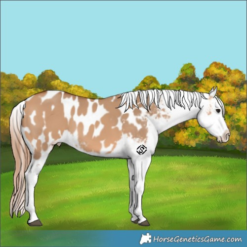Horse Color:Bay Dun Appaloosa 
