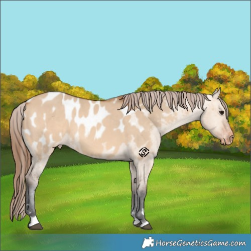 Horse Color:Bay Dun Appaloosa