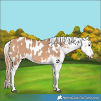 Horse Color:Bay Dun Blanket