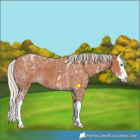 Horse Color:Silver Bay Ice Splash 
