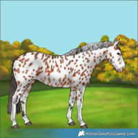 Horse Color:Bay Tobiano Leopard