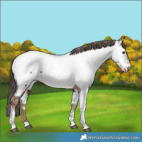 Horse Color:Liver Chestnut Tobiano Near Fewspot 