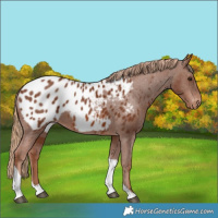 Horse Color:Chestnut Tobiano Appaloosa 