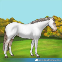 Horse Color:Chestnut Tobiano Near Fewspot 