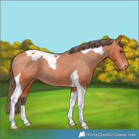 Horse Color:Bay Tobiano Blanket Rabicano