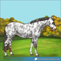 Horse Color:Liver Red Roan Tobiano Near Leopard