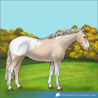 Horse Color:Palomino Tobiano Appaloosa 