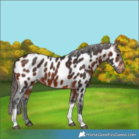 Horse Color:Brown Tobiano Near Leopard