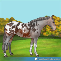 Horse Color:Bay Tobiano Blanket 