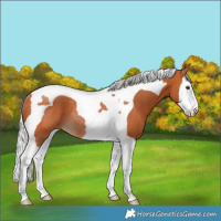 Horse Color:Silver Bay Splash Tobiano Rabicano