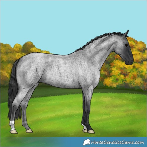 Horse Color:Blue Roan 