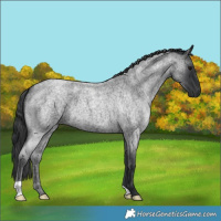 Horse Color:Blue Roan 
