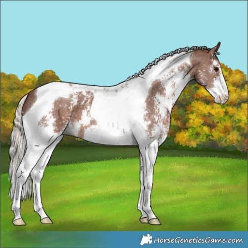 Horse Color:Silver Black Sabino Tobiano 