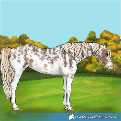 Horse Color:Chocolate Palomino Sabino 