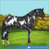 Horse Color:White Spotted Black 