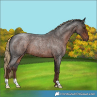 Horse Color:Liver Red Roan 