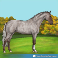 Horse Color:Silver Blue Roan 