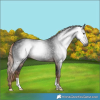 Horse Color:Gray Liver Chestnut 