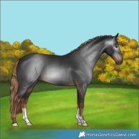Horse Color:Gray Liver Chestnut 