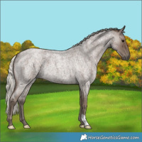 Horse Color:Silver Blue Roan 