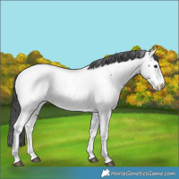 Horse Color:Black Near Fewspot 
