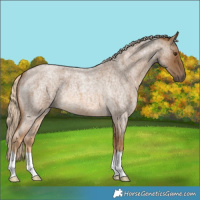 Horse Color:Chocolate Palomino Roan