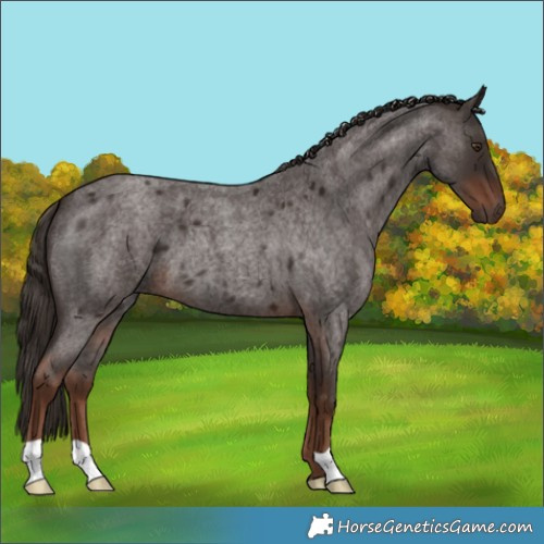 Horse Color:Liver Red Roan 