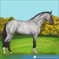 Horse Color:Smoky Blue Roan 