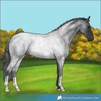 Horse Color:Blue Roan 