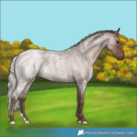 Horse Color:Silver Blue Roan 