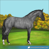 Horse Color:Blue Roan 