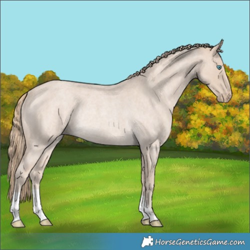 Horse Color:Smoky Creme Roan Rabicano 