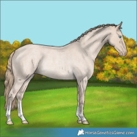 Horse Color:Smoky Creme Roan Rabicano