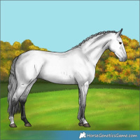 Horse Color:Gray Blue Roan 