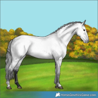 Horse Color:Gray Blue Roan 