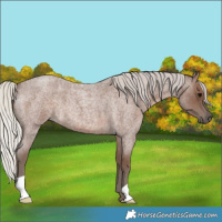 Horse Color:Silver Blue Roan 