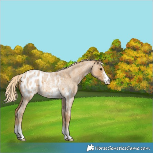 Horse Color:Palomino Roan Sabino Appaloosa