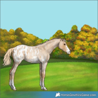Horse Color:Palomino Roan Sabino Appaloosa