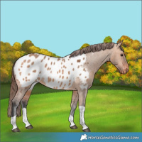 Horse Color:Bay Dun Tobiano Blanket Rabicano