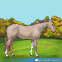 Horse Color:Red Dun Tobiano Varnish Rabicano