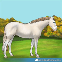 Horse Color:Buckskin Ice Pearl Dun Splash 