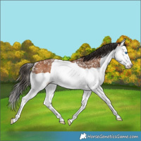 Horse Color:Bay Ice Splash Rabicano