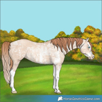 Horse Color:Gold Champagne Ice Dun Sabino Splash 
